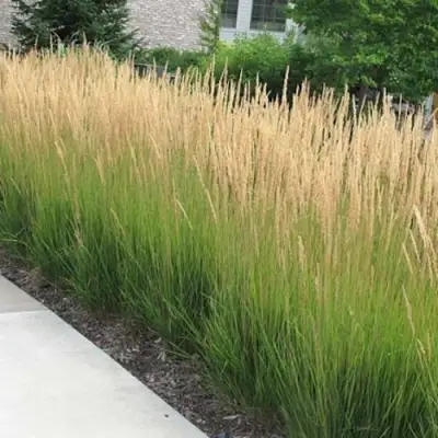 Вейник КАРЛ ФОРСТЕР остроцветковый в Гродно