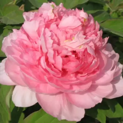 Пион ИМПЕРАТОРСКАЯ НАЛОЖНИЦА древовидный в Гродно