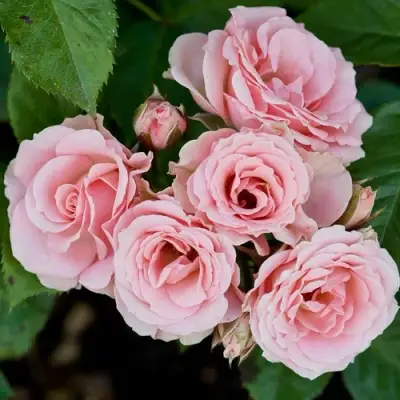 Роза КЛАССИК ЛИДИЯ спрей в Гродно