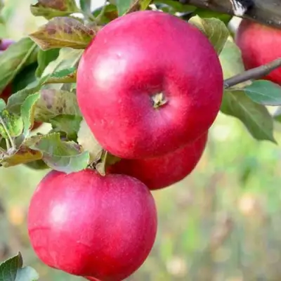 Яблоня АЙДАРЕД в Гродно
