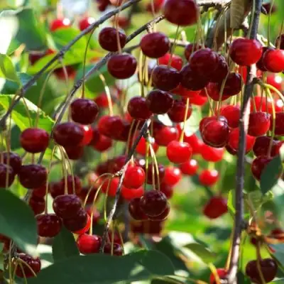 Вишня БРУСНИЦЫНА степная в Гродно