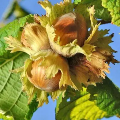 Фундук ТОНДА РОМАНА в Гродно