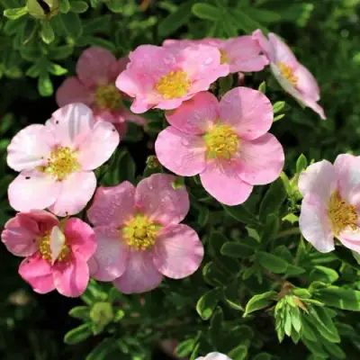 Лапчатка ЛАВЛИ ПИНК кустарниковая в Гродно