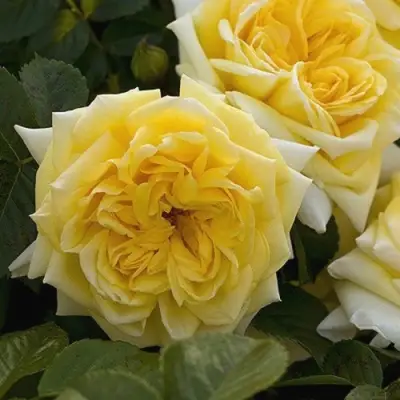 Роза НАДЯ МЕЙДИЛАНД почвопокровная в Гродно