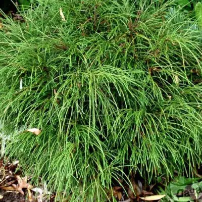 Туя ВИПКОРД складчатая в Гродно