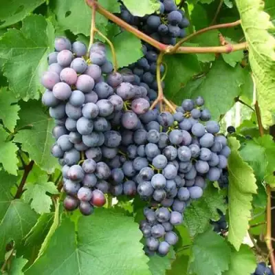 Виноград АГАТ ДОНСКОЙ в Гродно