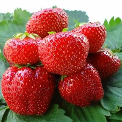 Клубника ВИМА ЗАНТА в Гродно