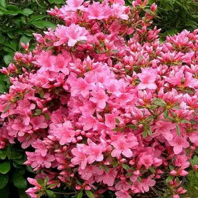 Азалия РОКОКО японская в Гродно