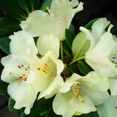 Рододендрон ГОЛДКРОН в Гродно