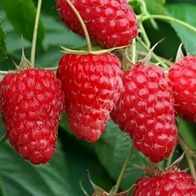 Малина КАСКАД ДЕЛАЙТ в Гродно