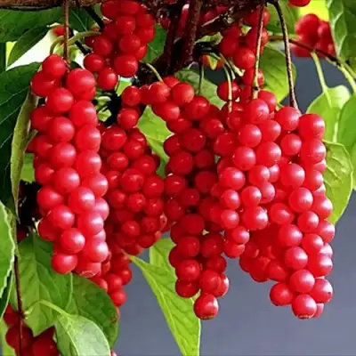 Лимонник САДОВЫЙ 1 китайский  в Гродно