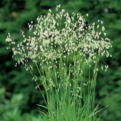 Трясунка средняя в Гродно