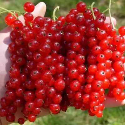 Смородина красная РЕД ПУЛ в Гродно