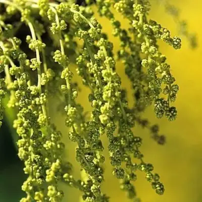 Дуб скальный в Гродно