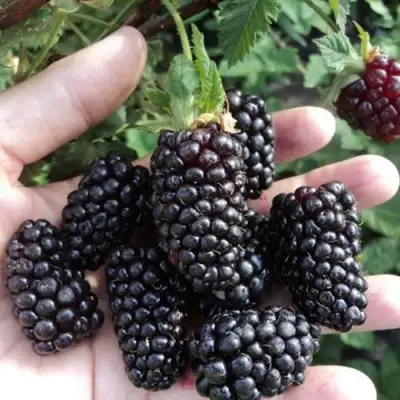 Ежевика ЛОХ НЕСС бесшипная  в Гродно