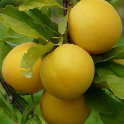 Слива СОЛНЫШКО в Гродно