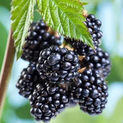 Ежевика БЛЭК САТИН бесшипная  в Гродно