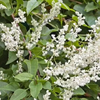 Фаллопия АУБЕРТА в Гродно