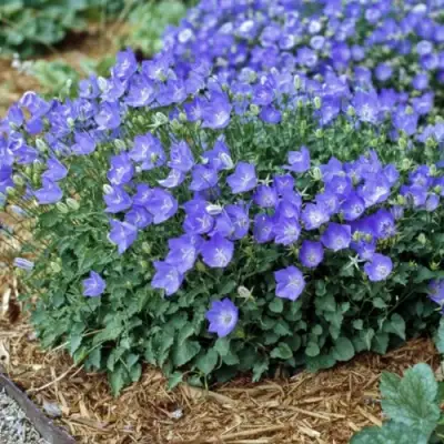 Колокольчик САНТА карпатский в Гродно