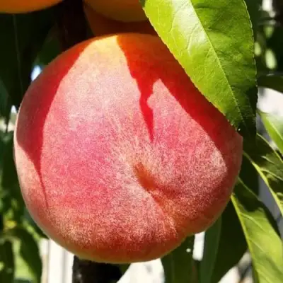 Персик ВАЙН ГОЛД Т3 в Гродно