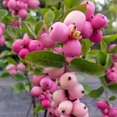 Снежноягодник ФИЕСТА БЕРРИ доренбоза в Гродно