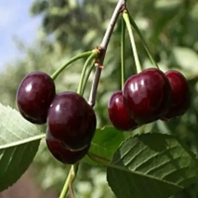 Вишня ВЛАДИМИРСКАЯ в Гродно