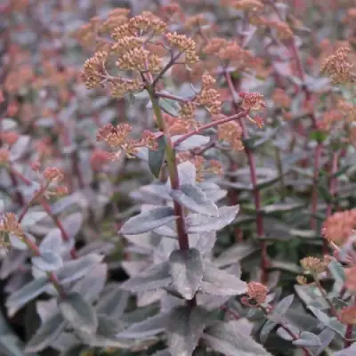 Очиток (седум) РЭЙН КСЕНОКС видный в Гродно