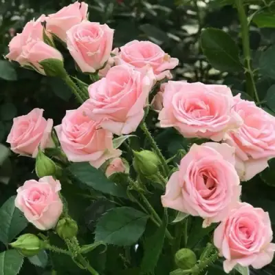 Роза КЛАССИК ЛИДИЯ спрей в Гродно