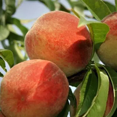 Персик ВУЛКАН в Гродно