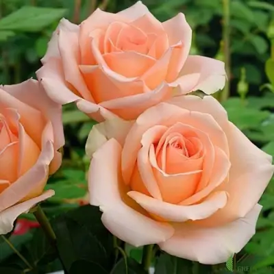 Роза ВЕРСИЛИЯ чайно-гибридная в Гродно