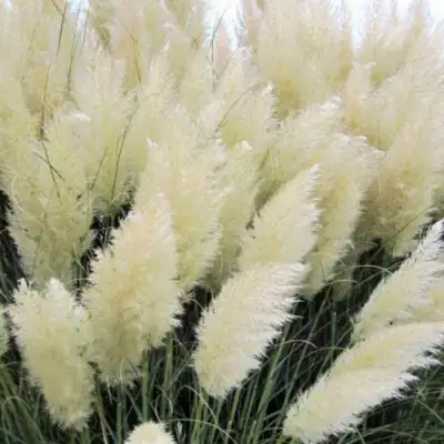 Кортадерия белая (пампасная трава) в Гродно