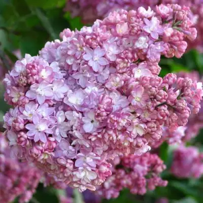 Сирень ПАМЯТЬ О ВЕХОВЕ в Гродно