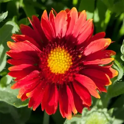 Гайлардия АРИЗОНА РЕД ШЕЙДС в Гродно