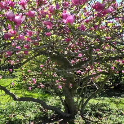 Магнолия СУЛАНЖА в Гродно
