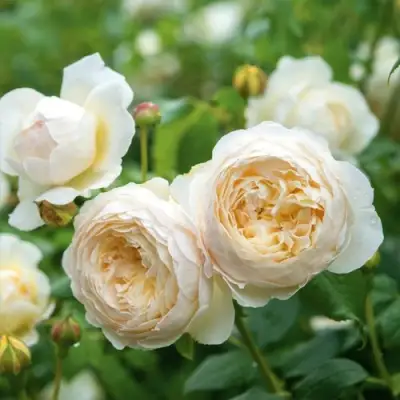 Роза КЛЭР ОСТИН английская в Гродно