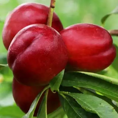 Нектарин КРЫМЧАНИН в Гродно