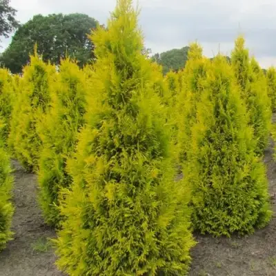 Туя САНКИСТ западная в Гродно