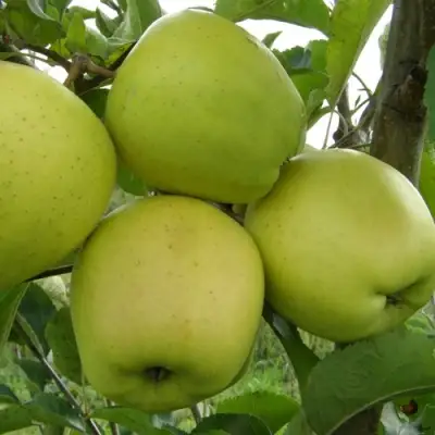 Яблоня КОШТЕЛЯ в Гродно