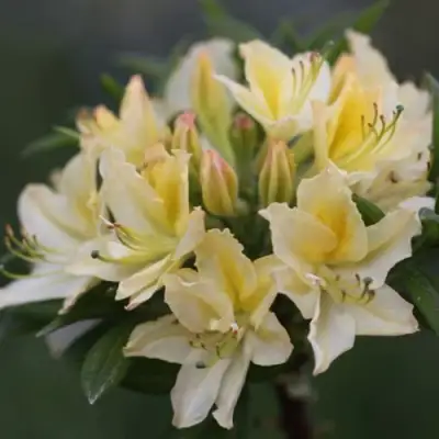 Азалия ДАВИЗИ листопадная в Гродно