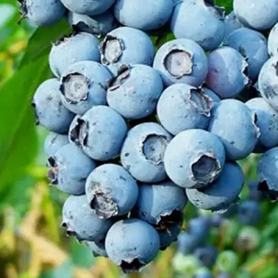 Голубика БРИГИТТА БЛЮ в Гродно