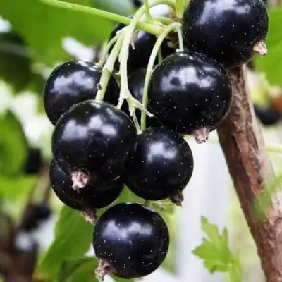 Смородина чёрная ДЕЛИКАТЕСНАЯ в Гродно