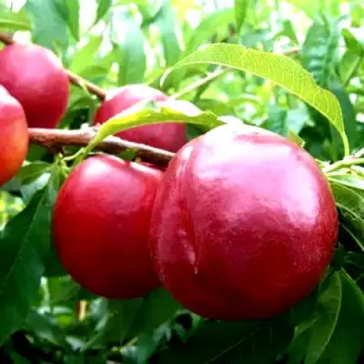 Нектарин ХАРКО в Гродно