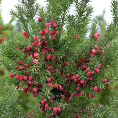 Тис ХИКСИ средний в Гродно