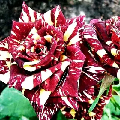 Роза ФОКУС ПОКУС флорибунда в Гродно