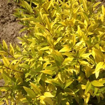 Бирючина АУРЕА обыкновенная в Гродно