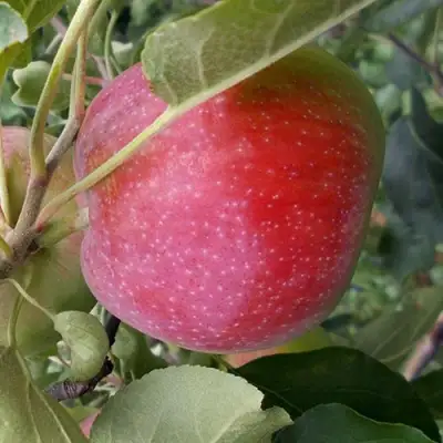 Яблоня АЛЬВА в Гродно