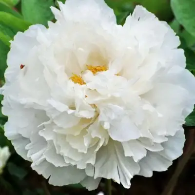 Пион БЕЛЫЙ СНЕГ древовидный в Гродно