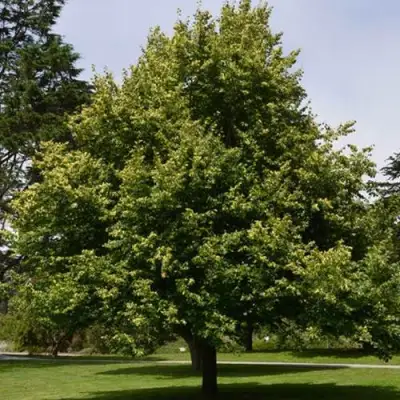 Липа сердцевидная в Гродно