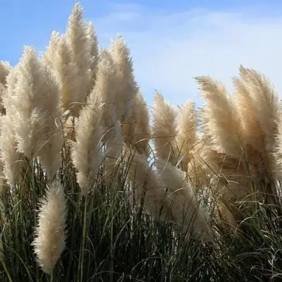 Кортадерия белая (пампасная трава) в Гродно