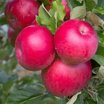 Яблоня РОЖДЕСТВЕНСКОЕ в Гродно